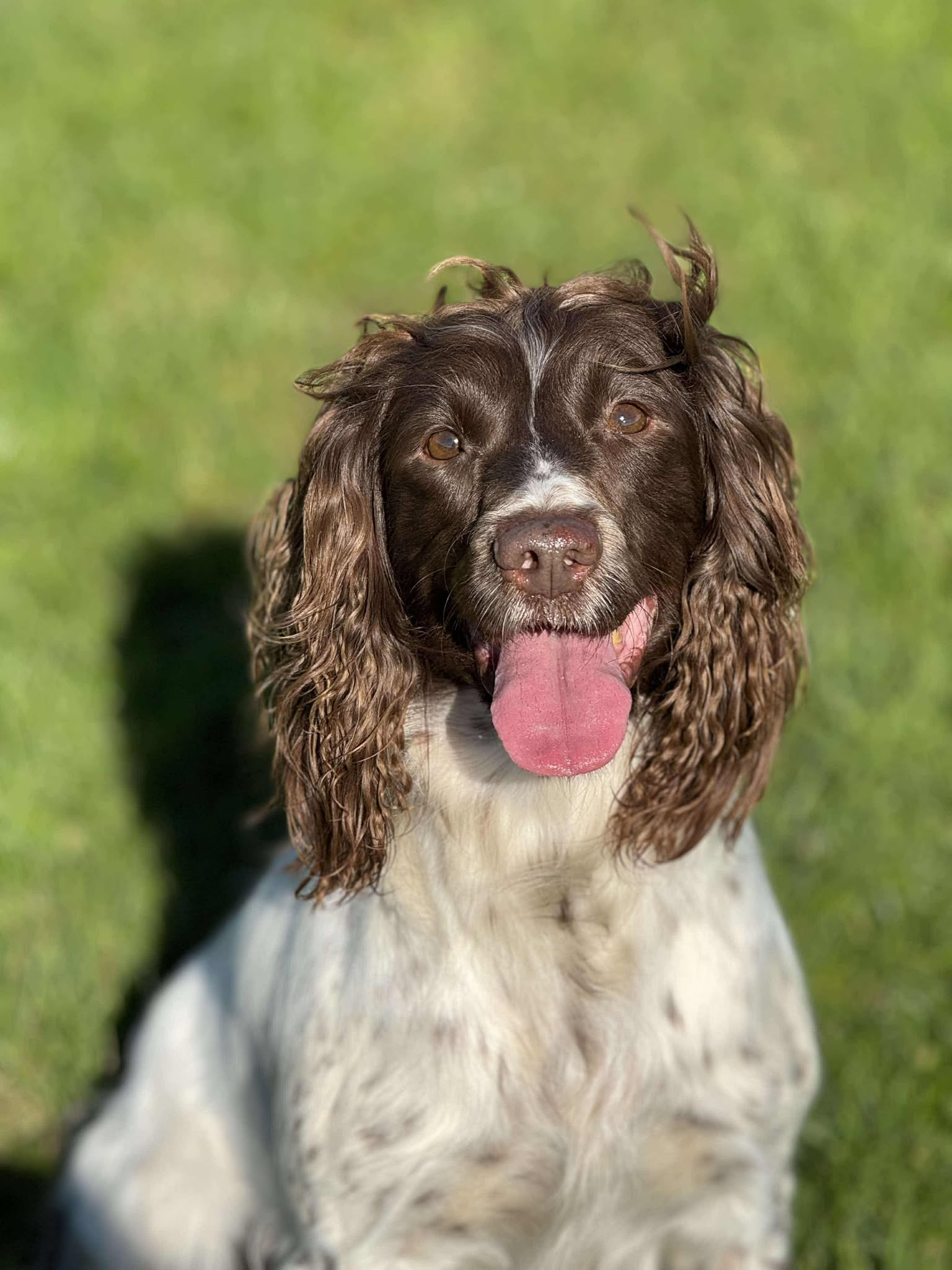 Happy dogs out walking