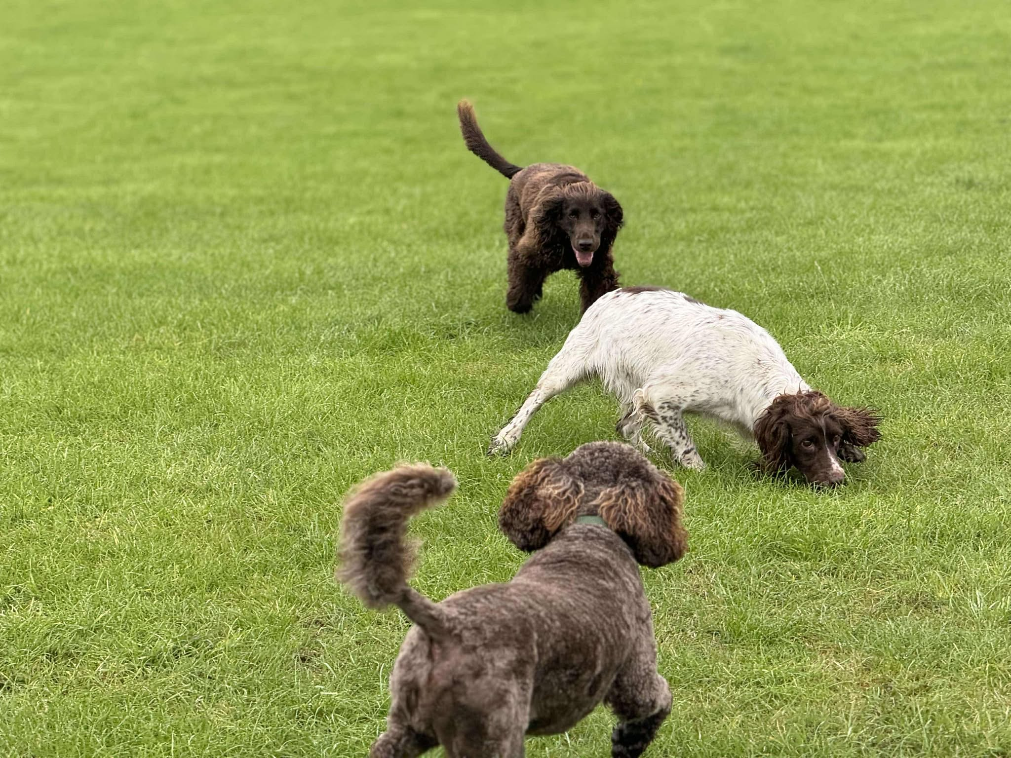 Dogs enjoying the outdoors