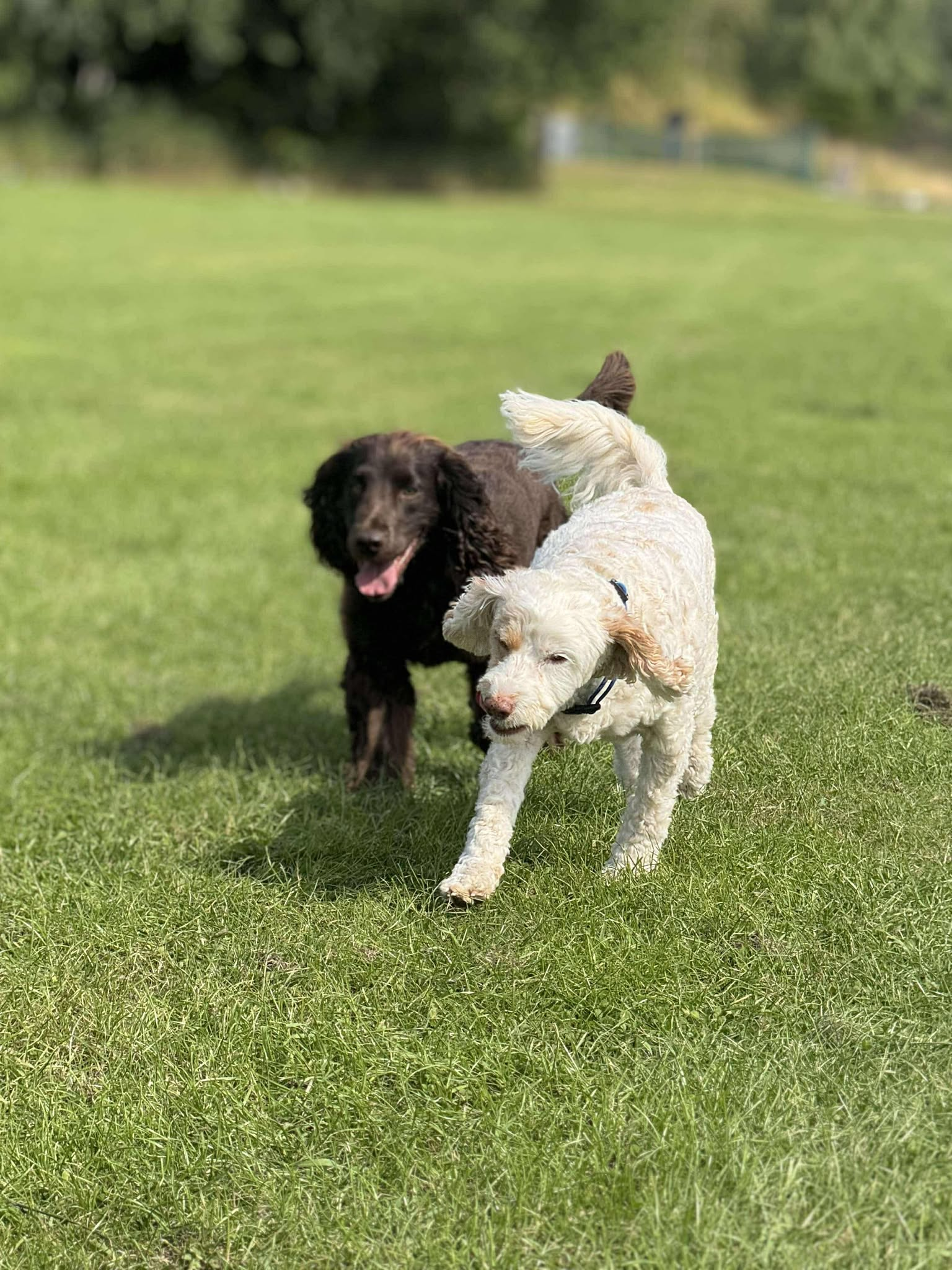 Dog on a walk in Dundee